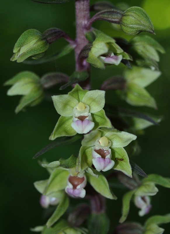 Kruštík modrofialový (Epipactic purpurata)