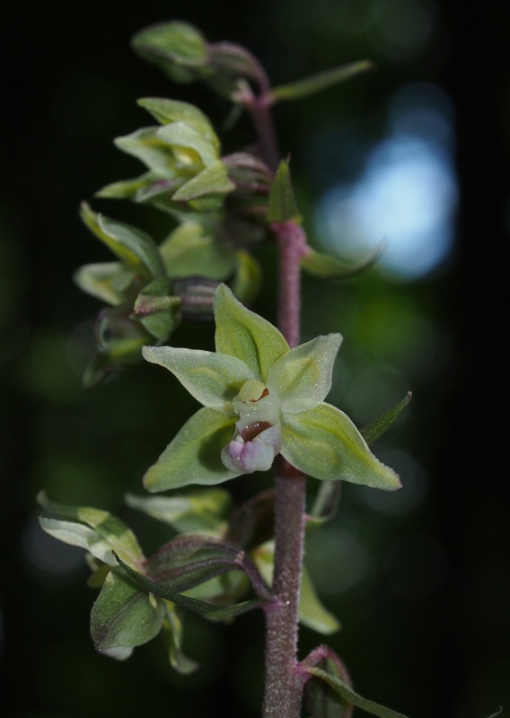 Kruštík modrofialový (Epipactic purpurata)