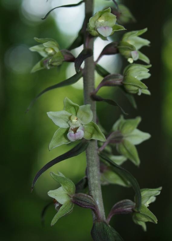 Kruštík modrofialový (Epipactic purpurata)