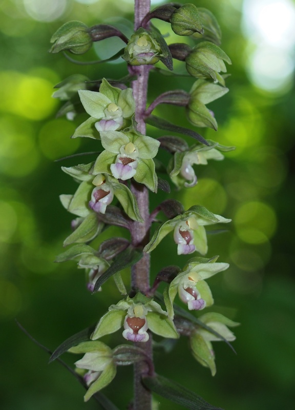 Kruštík modrofialový (Epipactic purpurata)