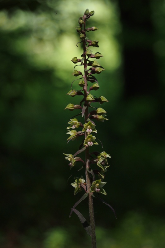 Kruštík modrofialový (Epipactic purpurata)