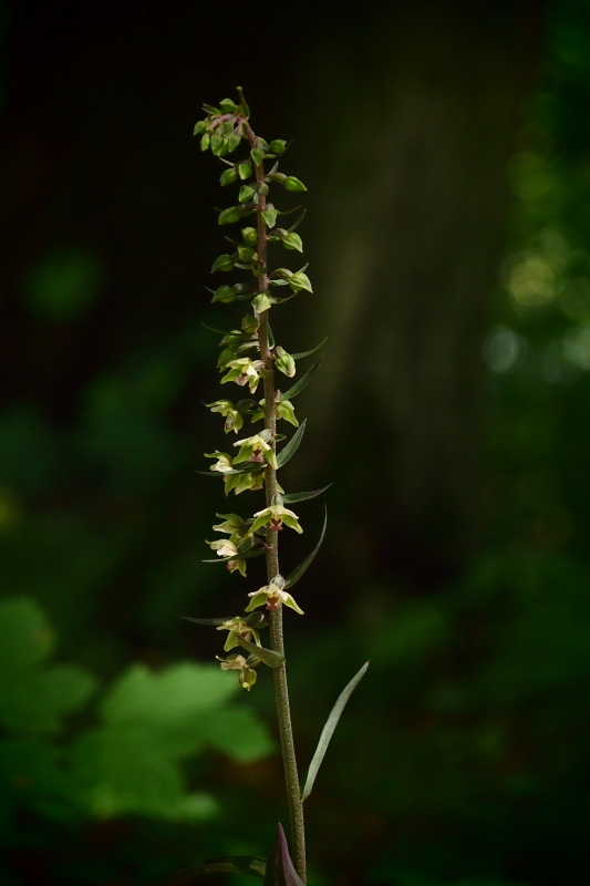 Kruštík modrofialový (Epipactic purpurata)