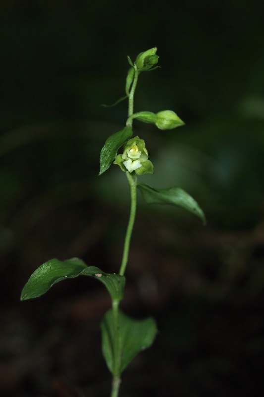 Kruštík moravský (Epipactis moravica)