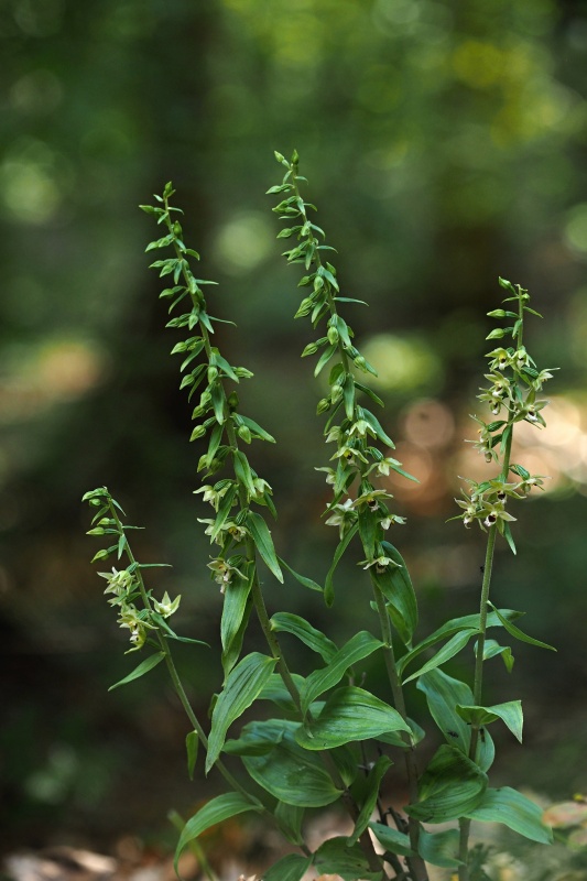 Kruštík ostrokvětý přehlížený (Epipactis leptochila subsp. neglecta)