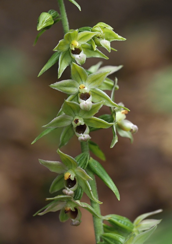 Kruštík ostrokvětý přehlížený (Epipactis leptochila subsp. neglecta)