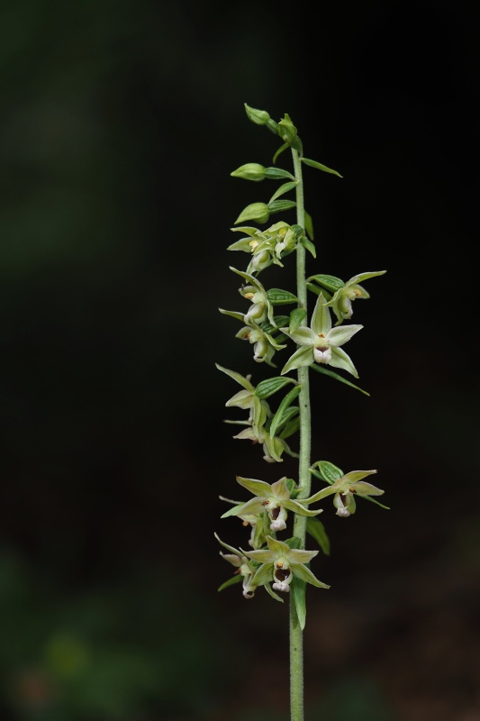 Kruštík ostrokvětý přehlížený (Epipactis leptochila subsp. neglecta)