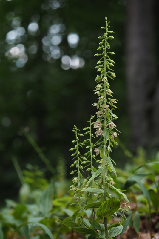 Kruštík ostrokvětý přehlížený (Epipactis leptochila subsp. neglecta)