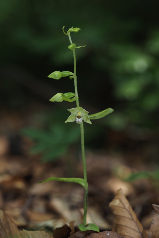 Kruštík ostrokvětý přehlížený (Epipactis leptochila subsp. neglecta)