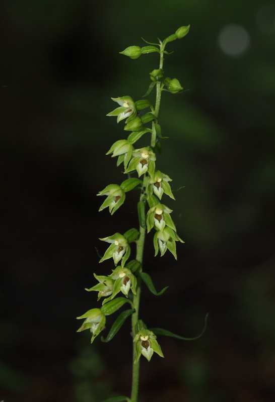 Kruštík polabský (Epipactis albensis)