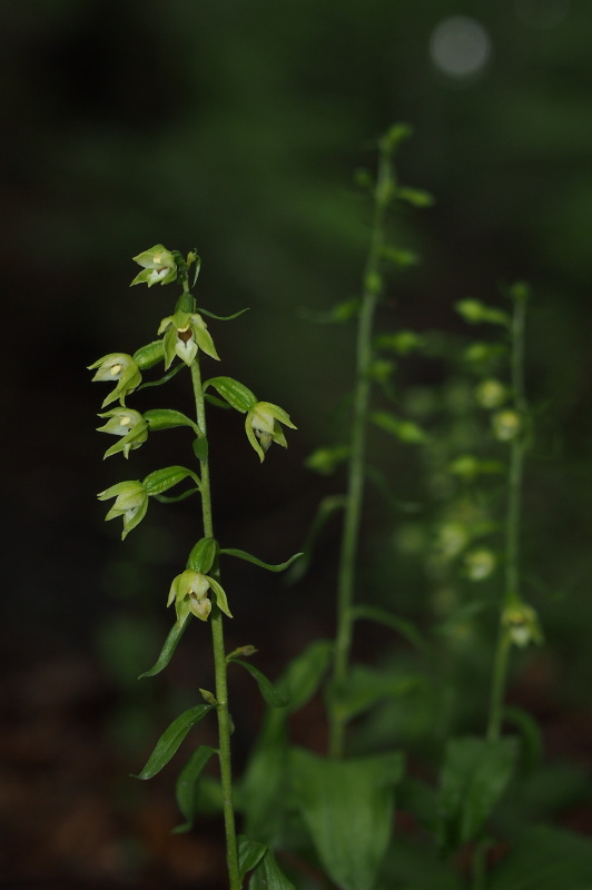 Kruštík polabský (Epipactis albensis)