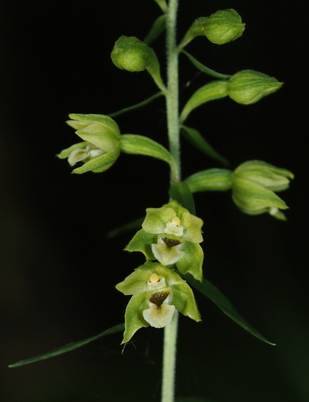 Kruštík pontický (Epipactis pontica)