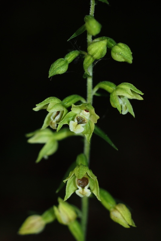 Kruštík pontický (Epipactis pontica)