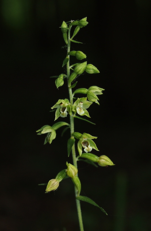 Kruštík pontický (Epipactis pontica)