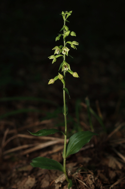 Kruštík pontický (Epipactis pontica)
