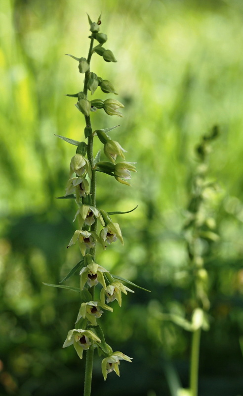 Kruštík růžkatý (Epipactis muelleri)