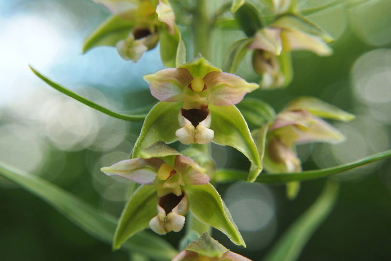 Kruštík širolistý (Epipactis helleborine)