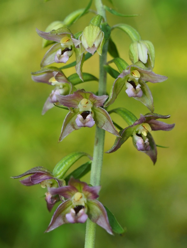 Kruštík širolistý (Epipactis helleborine)