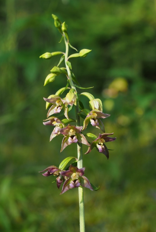 Kruštík širolistý (Epipactis helleborine)