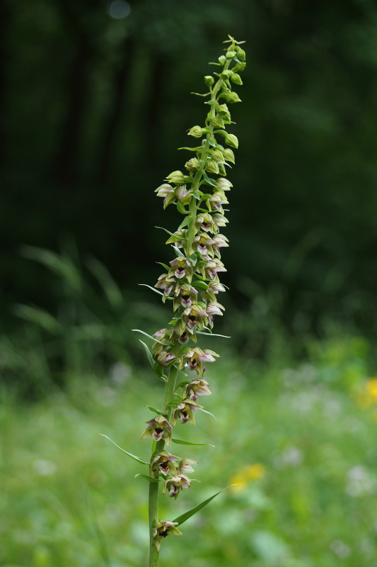 Kruštík širolistý (Epipactis helleborine)