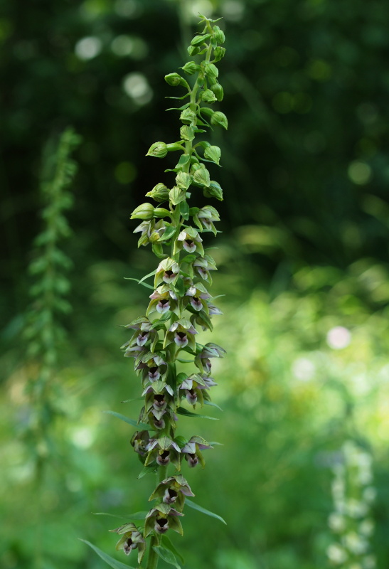 Kruštík širolistý (Epipactis helleborine)