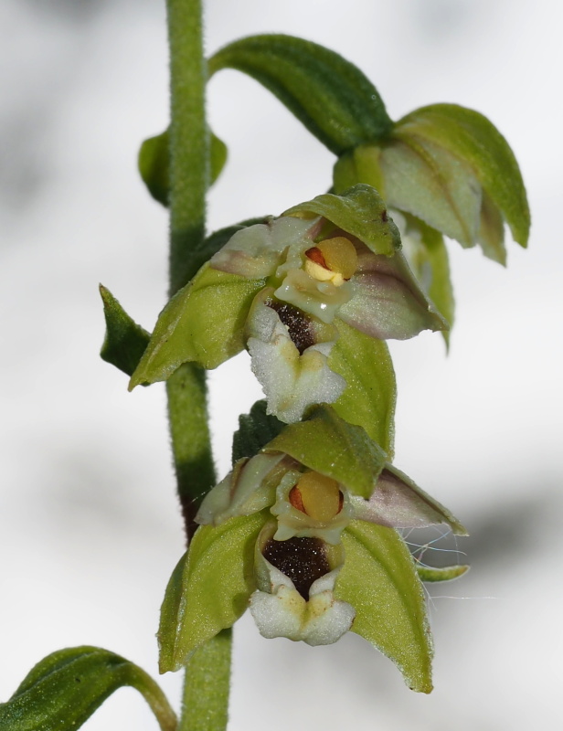 Kruštík širolistý oddálený (Epipactis helleborine subsp. orbicularis)