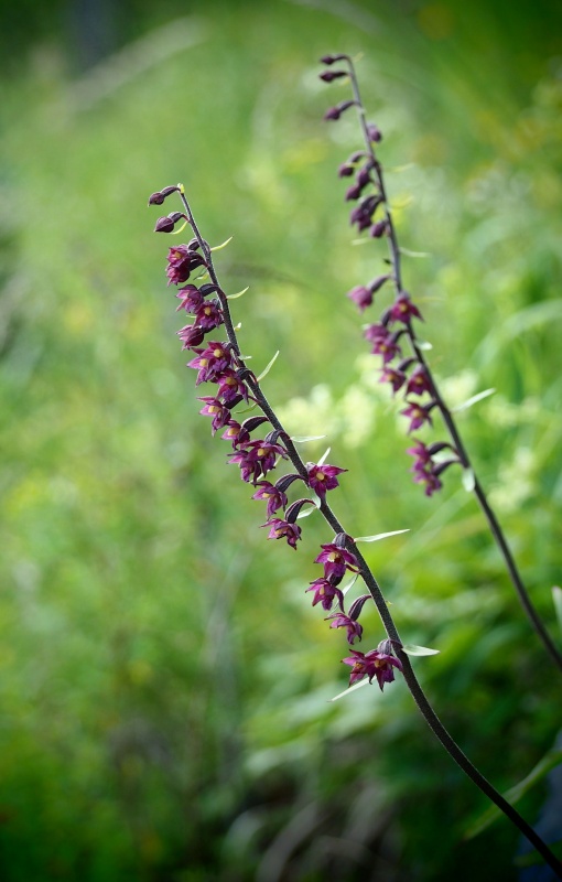 Kruštík tmavočervený (Epipactis atrorubens)