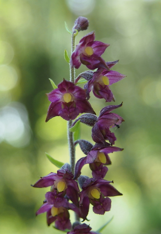 Kruštík tmavočervený (Epipactis atrorubens)