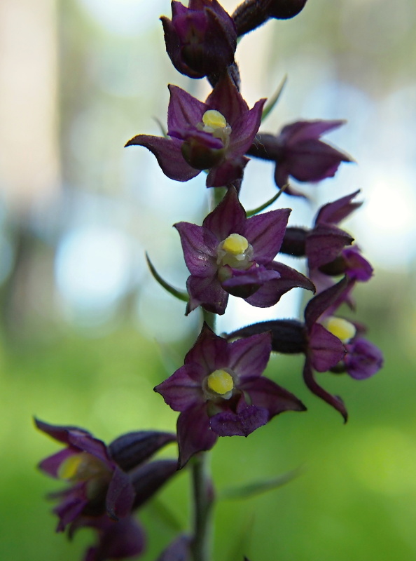 Kruštík tmavočervený (Epipactis atrorubens)