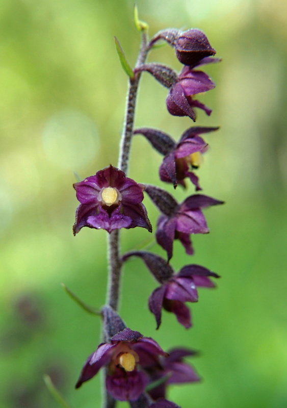 Kruštík tmavočervený (Epipactis atrorubens)