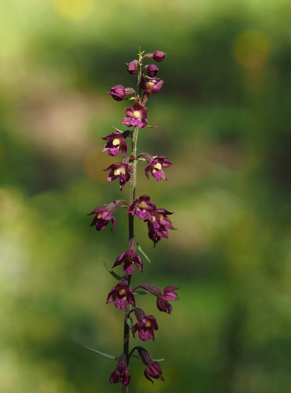 Kruštík tmavočervený (Epipactis atrorubens)