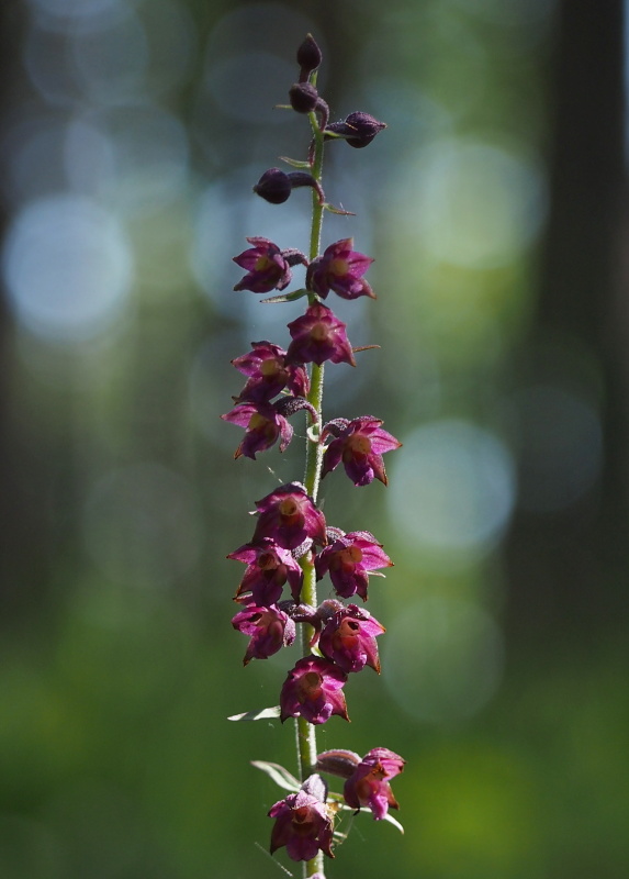 Kruštík tmavočervený (Epipactis atrorubens)