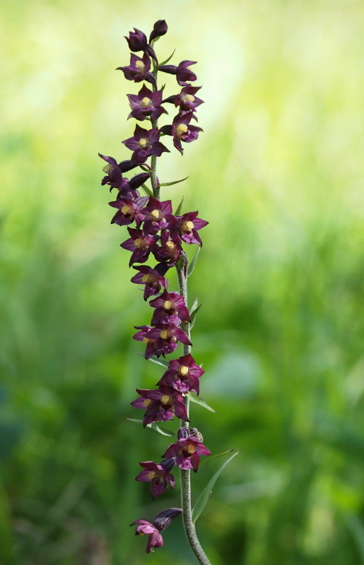 Kruštík tmavočervený (Epipactis atrorubens)
