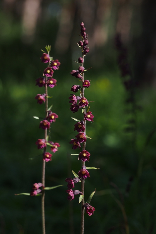 Kruštík tmavočervený (Epipactis atrorubens)