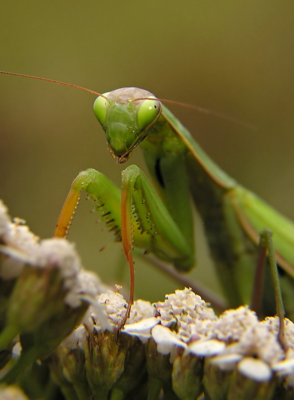 Kudlanka nábožná (Mantis religiosa)