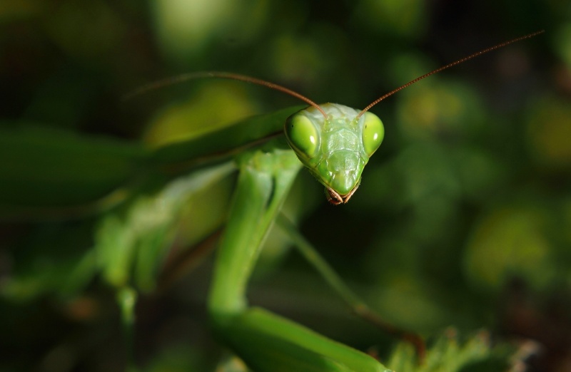 Kudlanka nábožná (Mantis religiosa)