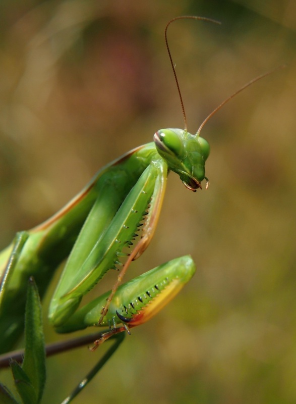 Kudlanka nábožná (Mantis religiosa)