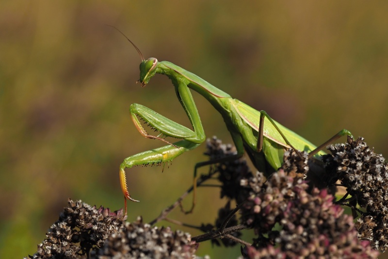 Kudlanka nábožná (Mantis religiosa)