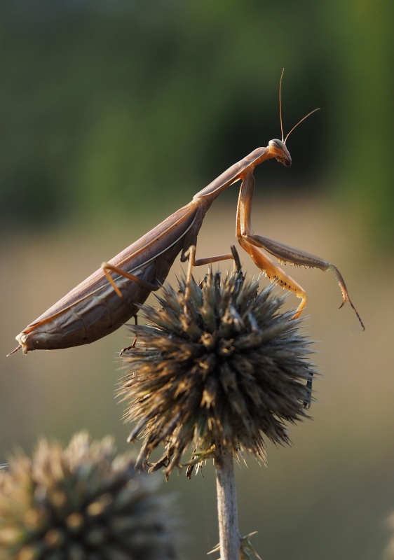 Kudlanka nábožná (Mantis religiosa)