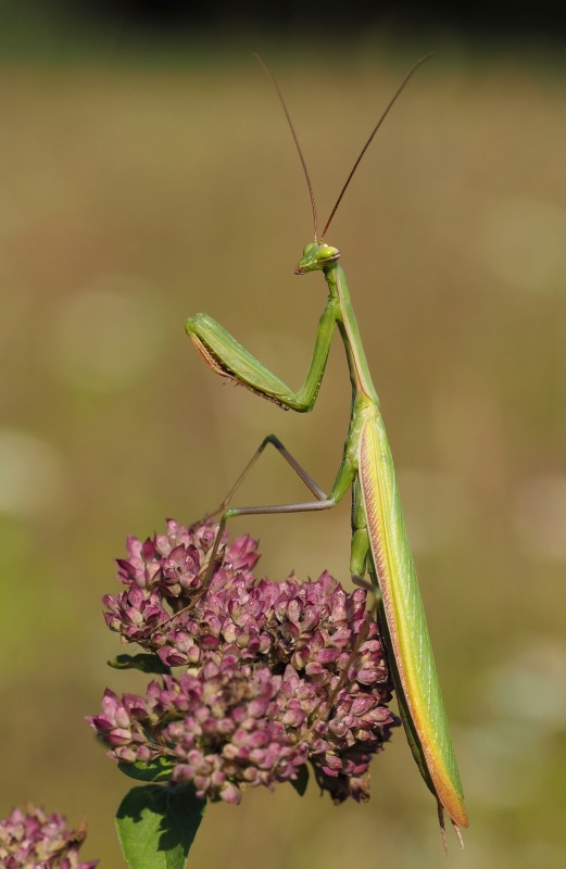 Kudlanka nábožná (Mantis religiosa)