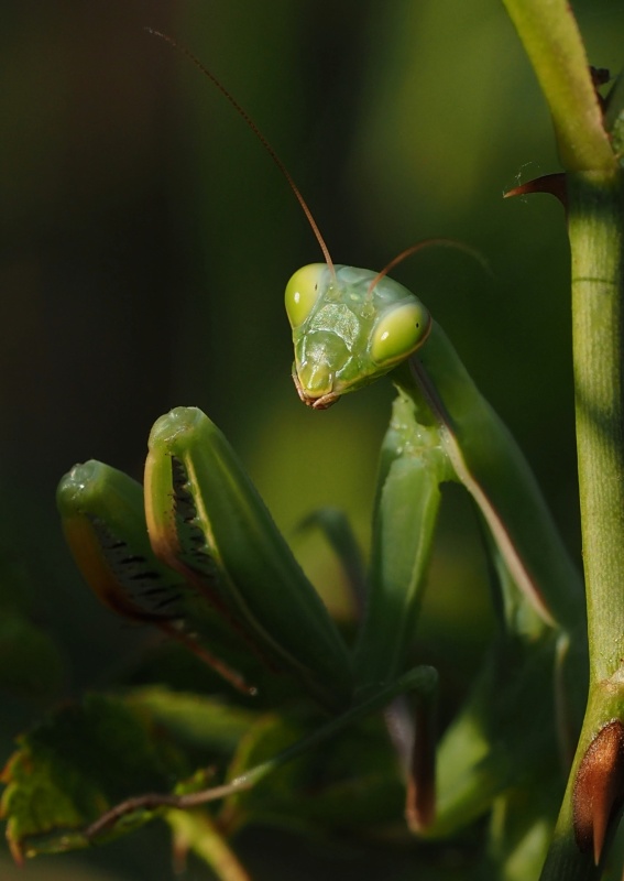 Kudlanka nábožná (Mantis religiosa)