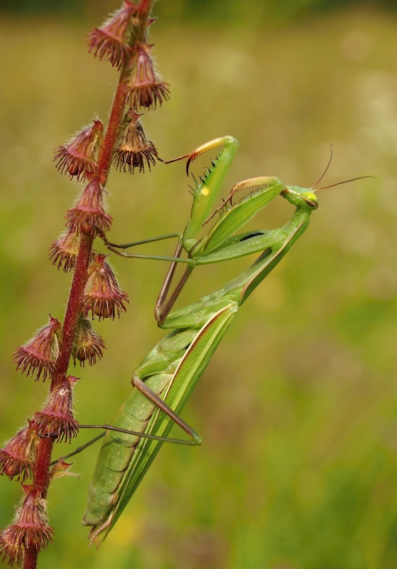 Kudlanka nábožná (Mantis religiosa)