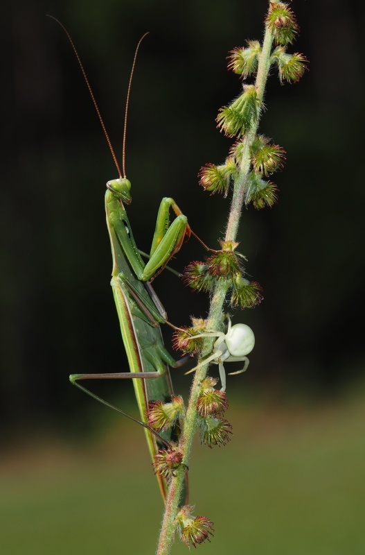  Kudlanka nábožná (Mantis religiosa), Běžník kopretinový (Misumena vatia)