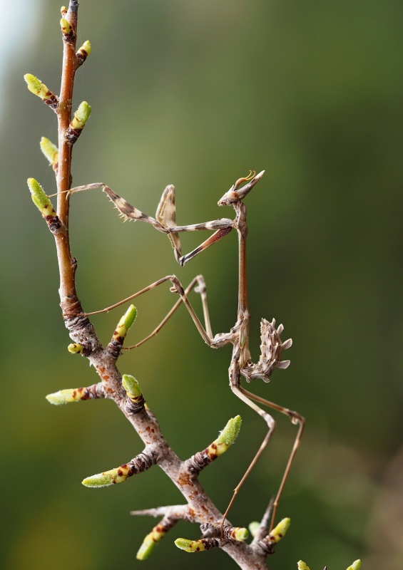 Kudlanka vyzáblá (Empusa pennata)