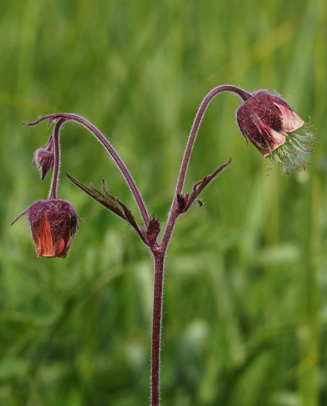 Kuklík potoční (Geum rivale)