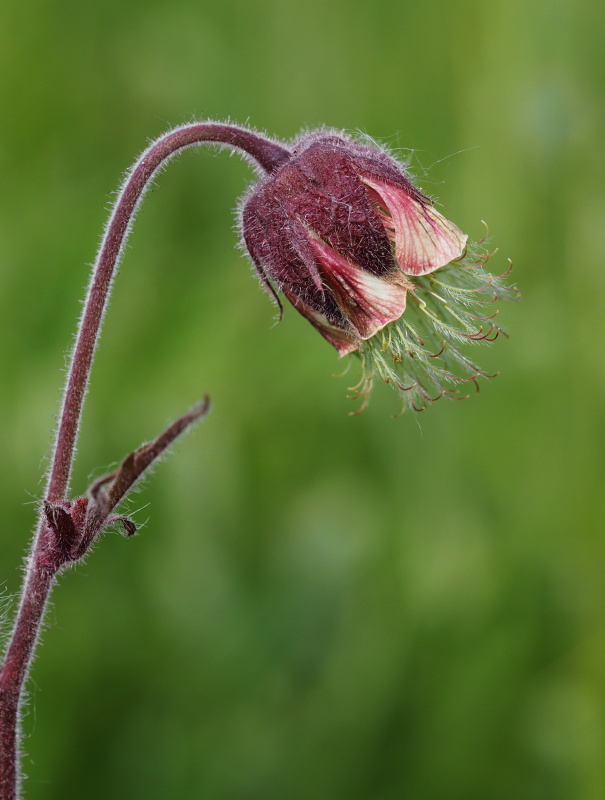 Kuklík potoční (Geum rivale)