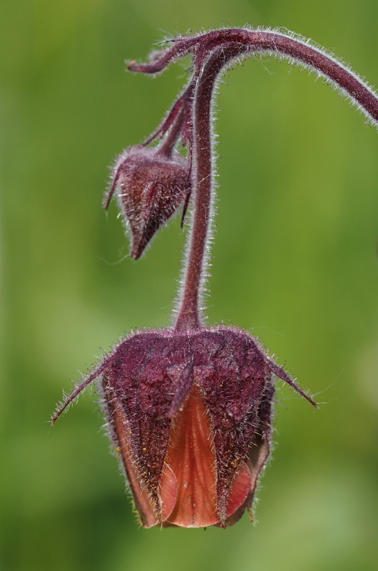 Kuklík potoční (Geum rivale)