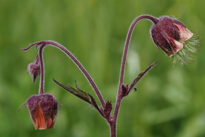 Kuklík potoční (Geum rivale)
