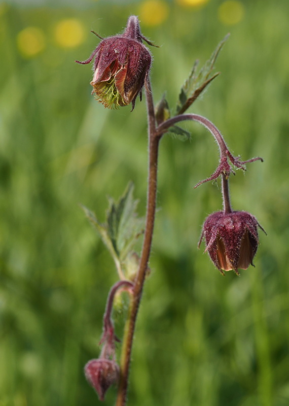 Kuklík potoční (Geum rivale)