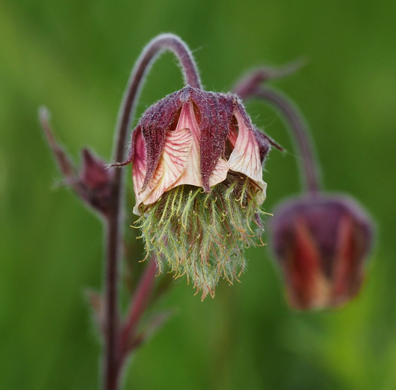 Kuklík potoční (Geum rivale)