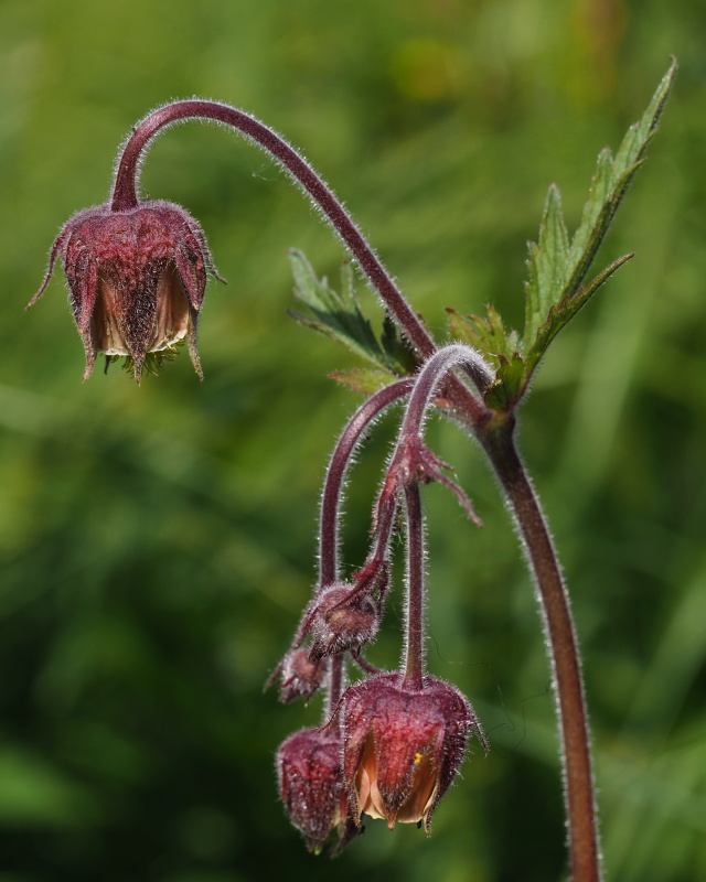 Kuklík potoční (Geum rivale)